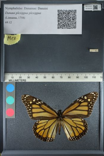 Media type: image;   Entomology 165379